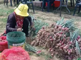 Зображення для оголошення Продаж цибуля фермерська партія від 5 тонн оптом від 5 тонн Хмельницька обл