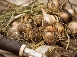 Зображення для оголошення Продам заморожена цибуля кубик оптом від 5 тонн цибуля різана для виробництва Волинська об