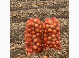 Зображення для оголошення Продам лук