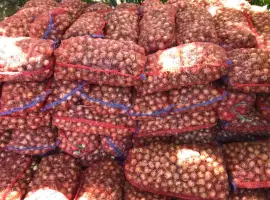 Зображення для оголошення Продам лук не крупный