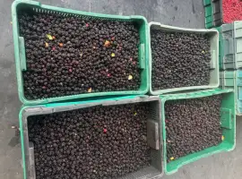 Зображення для оголошення Продам лісову ожину
