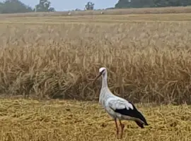 Продам ячмінь