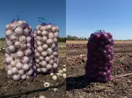 Зображення для оголошення Продам цибулю білу там марс