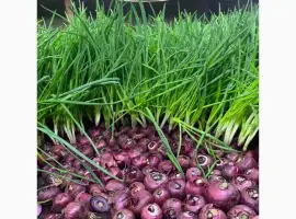 Зображення для оголошення Продам червону цибулю на ПЕРО