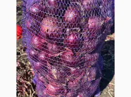 Зображення для оголошення Продам червону(синю) цибулю