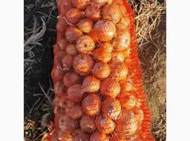 Зображення для оголошення Куплю цибулю