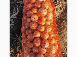 Зображення для оголошення Продам цибулю