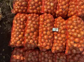 Зображення для оголошення Продам цибулю. Сорт медуза