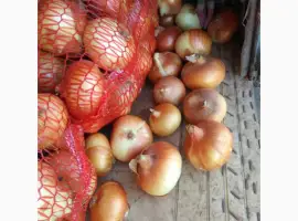 Зображення для оголошення Продам лук штутгарт от производителя