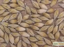 Семена ячменя озимого - сорт Росава. Элита и 1 репродукция