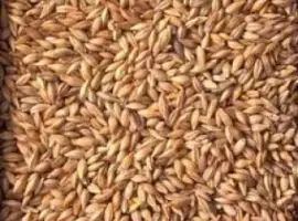 Зображення для оголошення Куплю ячмінь фуражне зерно
