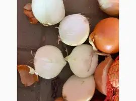 Зображення для оголошення Продам цибулю