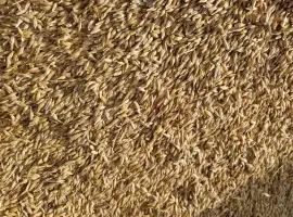 Продам ярий ячмінь 2 репродукції