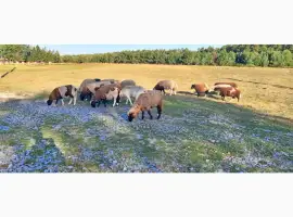 Зображення для оголошення Продам барана