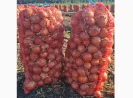 Зображення для оголошення Продам лук