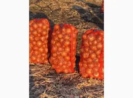 Зображення для оголошення Продам цибулю