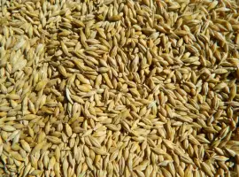 Продам ячмінь врожай 2026 року