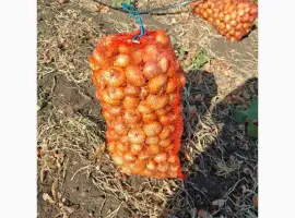 Зображення для оголошення Продам лук Штутгарт