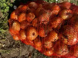 Зображення для оголошення Продам лук