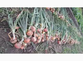 Зображення для оголошення Продам молоду цибулю Штудгарт