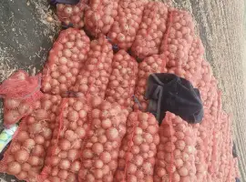 Зображення для оголошення Лук репчатый сорт Медуза