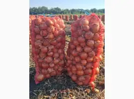 Зображення для оголошення Продам лук оптом с поля