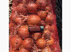 Зображення для оголошення Продам цибулю медуза