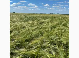 Продам ячмінь ярий