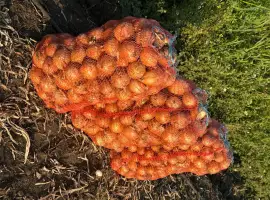 Зображення для оголошення Цибуля: Т-803