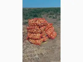 Зображення для оголошення Продам товарну цибулю Штутгарт