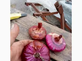 Зображення для оголошення Цибуля Ялтинська