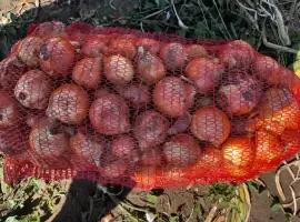 Зображення для оголошення Продам лук медуза