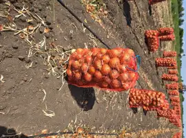Зображення для оголошення Продам цибулю пізня на зберігання