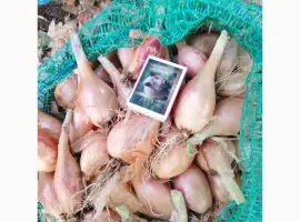 Зображення для оголошення Продам Королівську КУЩІВКУ