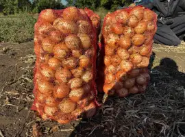 Зображення для оголошення Продам лук качество