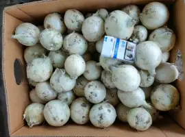 Зображення для оголошення Продам белый лук