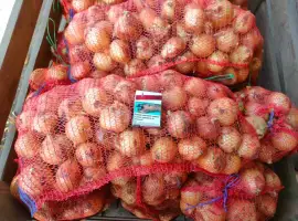 Зображення для оголошення Продам лук 2026 качество