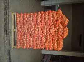 Зображення для оголошення Продам цибулю молоду в Польщі
