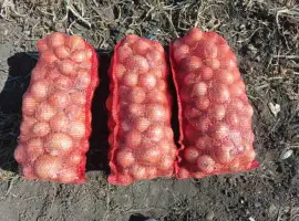 Зображення для оголошення Продам лук