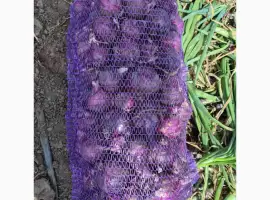 Зображення для оголошення Продам цибулю