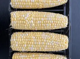 Продам кукурудзу молоду Чернігівська обл качани оптом свіжа продукція