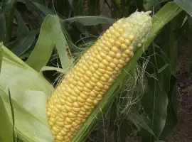 Продаж свіжої кукурудзи Кіровоградська обл цукрова кукурудза оптом