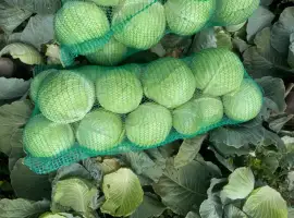 Зображення для оголошення Продам пізню капусту є обєм Вінниця