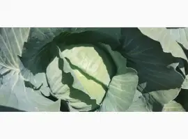 Зображення для оголошення Продам капусту Агресор гарної якості