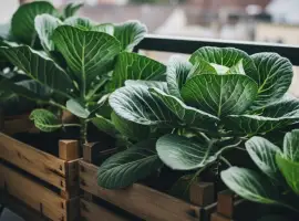 Зображення для оголошення Постачаємо капуста пізня для зберігання оптом від 5 тонн Волинська обл