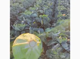 Зображення для оголошення Продам капусту агресор