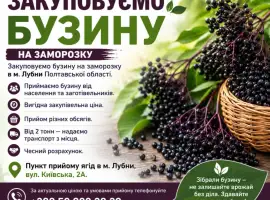 Зображення для оголошення Закуповуємо бузину на заморозку