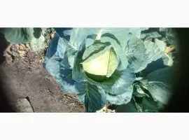 Зображення для оголошення Продам капусту