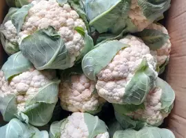 Зображення для оголошення Продам брачну цвітну капусту