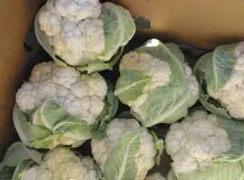 Зображення для оголошення Продам цвітну капусту